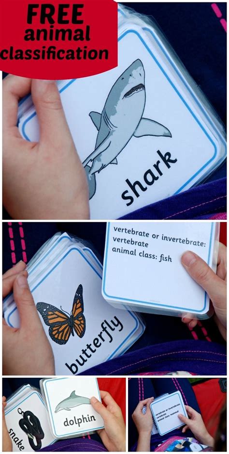 Animal Classification Cards Chapter 1 Classifying Plants And Free