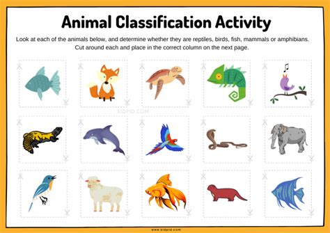 Animal Classification Sorting Worksheet Kidpid