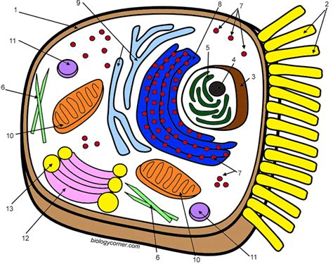 Christmas Decorations Coloring Pages