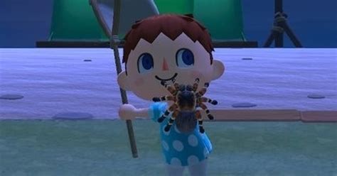 Animal Crossing Tarantulas How to catch spawn and get Tarantula Island or make your own 