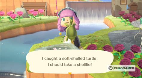Animal Crossing Turtles How to catch a Soft shelled Turtle and Snapping Turtle in New Horizons 