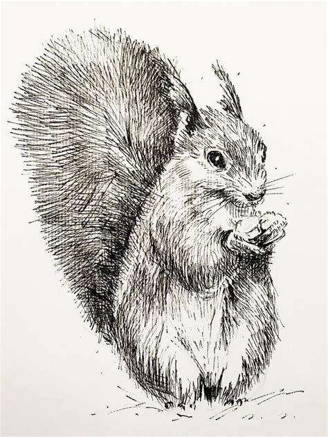 Animal Drawings In Pen