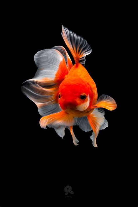 Animal Factopaedia Does the colour of a Goldfish change when kept in a