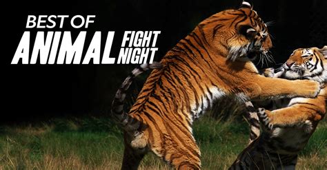 Animal Fight Night
