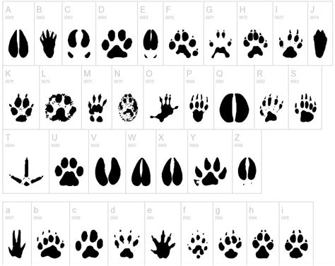 Animal Footprints A Guide to Identifying and Understanding Them