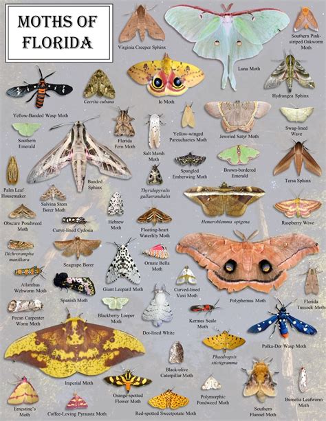 Animal Guide Moth