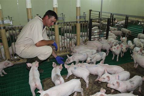 Animal Health Matters: Securing the US pork industry