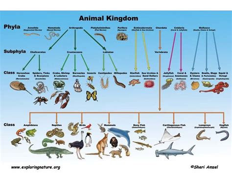 Animal Kingdom Diagram