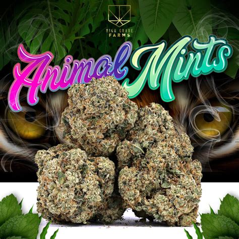 Animal Mints #1 Columbia Care Smalls - Jane