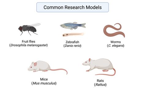 Animal Models Assessing The Scope Of Their Use In Biomedical Research