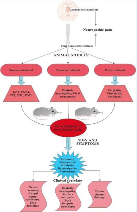 Animal Models Of Pain