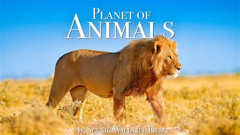 Animal Planet - IMDb