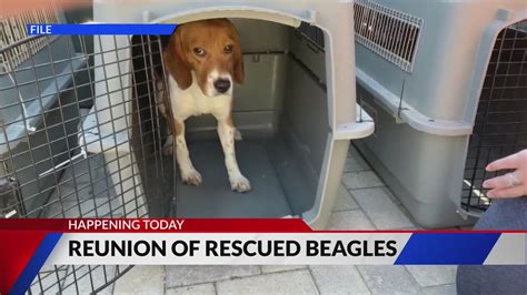 Animal Protective Association of Missouri celebrating reunion of rescued beagles