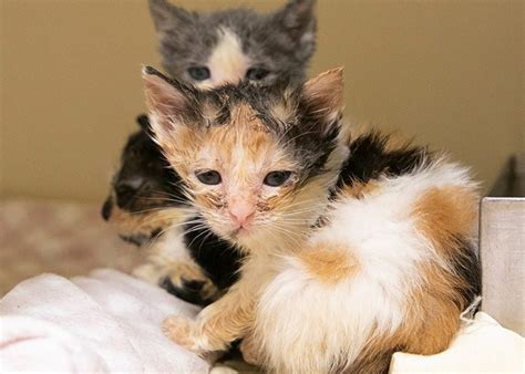 Animal Rescue League of Boston caring for 3 neonatal kittens after mother found injured in Fall River