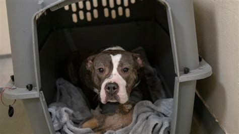 Animal Rescue League of Boston rescues 6 dogs from ‘unsanitary’ Malden home
