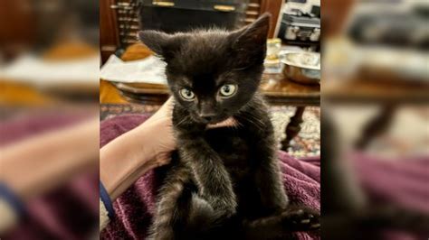 Animal Rescue League saves kitten found ‘listless’ in frigid temps