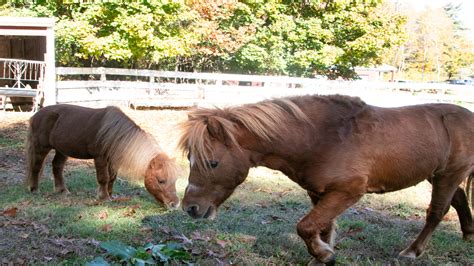 Animal Rescue League searching for new home for ‘mischievous’ sibling mini stallions