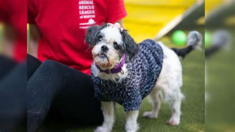 Animal Rescue League seeking hospice adoption for dog battling cancer