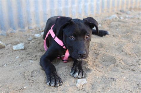 Animal Shelter Phelan CA - Humane Society - Pet Net ID