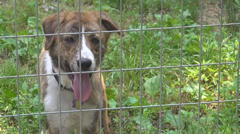 Animal Shelters - Perry County, KY (Adoptions & Lost Pets)