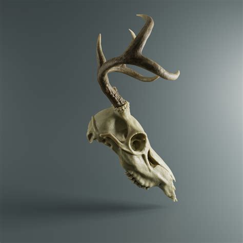 Animal Skull 3D