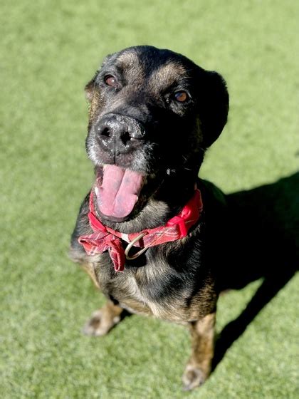 Animal adoption independence mo. Age: 11. Breed: Lab / Shepherd mix. Weight: 96 lb. Previous Home: Allen County Animal Rescue Facility, LaHarpe KS. Arrived: 2023-11-06. Available for … 