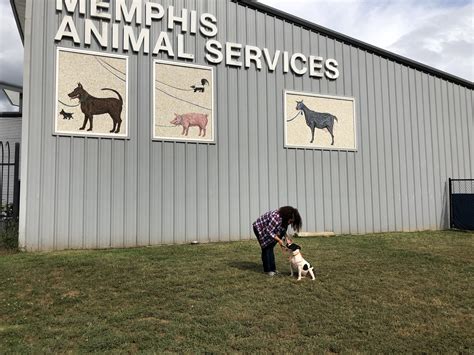 Animal adoption memphis. Here at HappiDog, we are dedicated to finding loving homes for abandoned and homeless dogs in the Memphis area. We would not be successful in our rescue efforts without … 