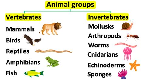 Animal all.  Facts on different animal groups including invertebrates, v...