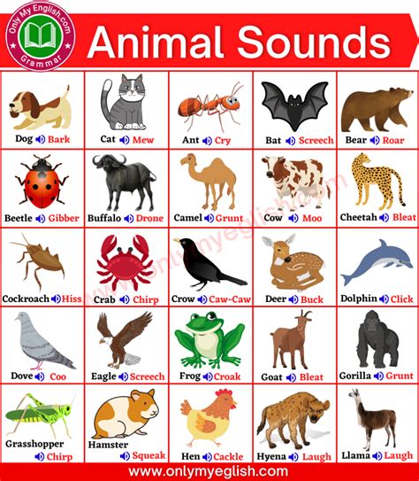 Animal and animal sounds. The Rare Animals contains unique animal sound effects from recordings around the world. Listen to sounds here. 