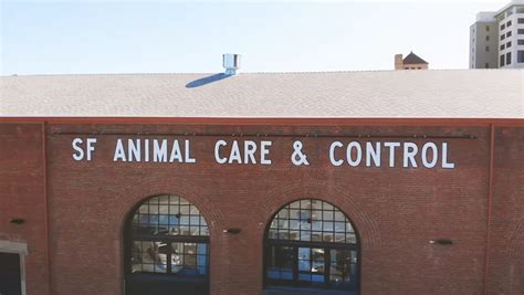 Animal care and control in san francisco. Adoptions: 12pm to 5pm. Service Appointments: 415-554-6364. Animal Emergencies: 6am to 12am 415-554-9400. San Francisco Animal Care & Control is an open admission / open-door shelter. SFACC accepts ALL injured, orphaned, unwanted, lost, abandoned, vicious and dangerous, abused and neglected animals, including companion animals, farm animals ... 