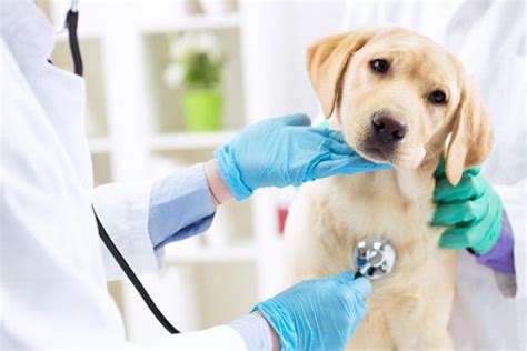 Animal care services. Things To Know About Animal care services. 
