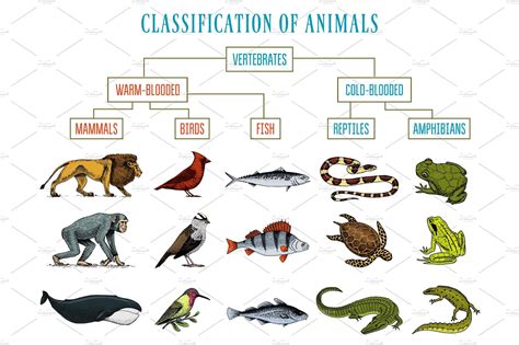 Animal classification. Things To Know About Animal classification. 