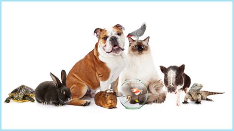 Animal control lost and found pets.  They have complex ecologies and interactions with ...