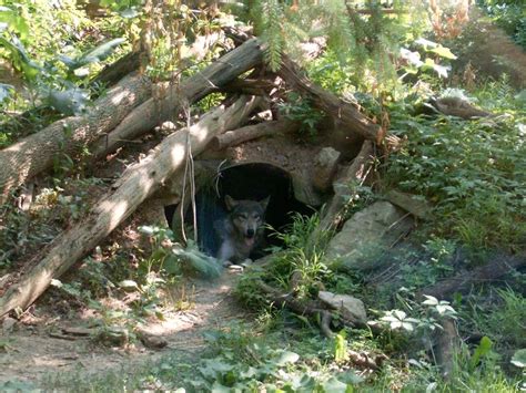 Animal den. Coyotes make dens out of hollowed-out tree stumps, rocky outcrops, and existing burrows made by other animals. Dens sites are made by either digging out a hole or widening those of foxes, raccoons, and badgers. Coyote dens are mainly used for the birthing and rearing of pups. These den sites will usually include some cover, like … 