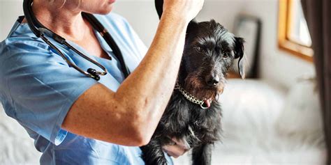 Animal diagnostic clinic. Things To Know About Animal diagnostic clinic. 