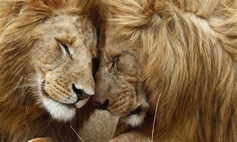 Animal homosexuality