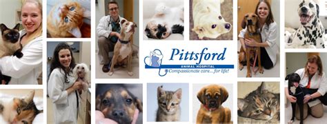 Agency: Pittsford Animal Hospital and Animal Urgent Care. Pittsford Animal Hospital and Animal Urgent Care offers veterinary services. Contact. Main: 585-271-7700. Fax: 585-244-7287. Email: pittsford.info @thrivepet.com. 2816 Monroe Avenue Rochester NY 14618. Get directions. Hours. M-TH 7:30AM-6:00PM. 