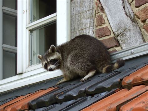 Animal in attic. Opossums are easy to trap, either outside OR INSIDE the attic (inside trapping usually does not work on most critters), and the entry holes have to be sealed. If you want to know how to get rid of animals in the attic, this … 