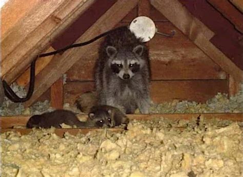 Animal in attic removal cost. Things To Know About Animal in attic removal cost. 