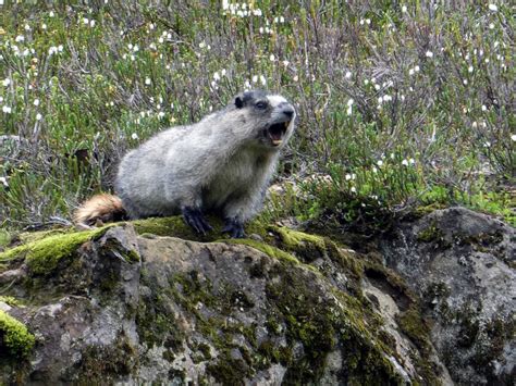 Animal life: Have marmots taken over a Saratoga backyard?