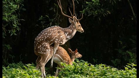 Animal mating videos. These animals have some of the most surprising mating and parenting habits. From fierce rodent queens to loyal sea dragon fathers, animals take on a wonderful diversity of sex roles in furthering ... 