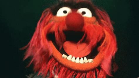 Animal muppet gif. Things To Know About Animal muppet gif. 