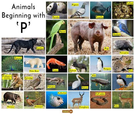 Activities inspired by the animal world are great fun for kids. Explore the animal world with these fun and interesting animal activities for kids. Advertisement If you've got a pi.... 