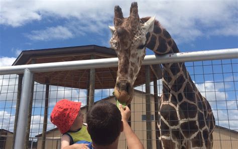 Animal petting zoo near me. Tyler’s Exotics Petting Zoo & Mobile Zoo. Tyler’s Exotics Petting Zoo & Mobile Zoo. 5,345 likes · 34 talking about this. We are a “mobile zoo” or “petting zoo” that lets you have these animals up... 