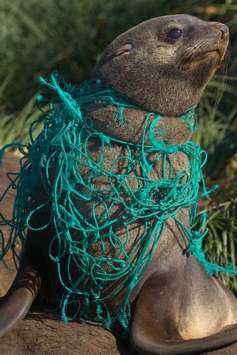 Animal plastics. A little piece of plastic is all it takes to destroy an animal’s life. Last Friday, a dead harp seal pup was found on the island of Skye and brought to the Scottish Marine Animal Stranding ... 