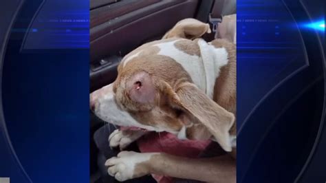 Animal rescue group seeks donations to remove bullet from dog shot in the head in Miami-Dade