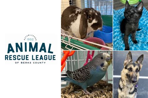 Animal rescue league of berks county pennsylvania. Please come visit with the animals! Our hours of operation are Monday and Friday, 11:00am - 5:00pm, Tuesday and Thursday, 11:00am - 8:00pm and Saturday, 11:00am - 3:00pm. We are closed on Wednesdays and Sundays. Development Manager (Manager) at The Animal Rescue League Of Berks County. See Alison Kleinsmith's email address, … 