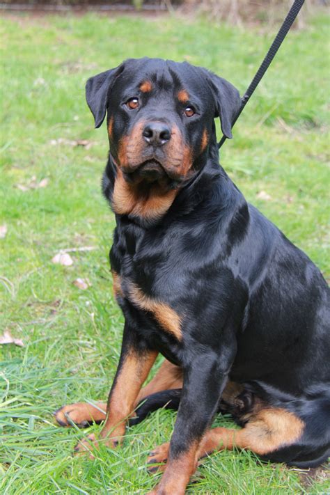 Animal rescue rottweiler. Things To Know About Animal rescue rottweiler. 