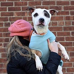 Animal rescue staten island. Are you an animal lover looking to make a positive impact in your local community? Supporting local animal rescue efforts is a great way to channel your love for animals into meani... 