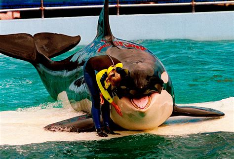 Animal rights advocates mourn passing of Lolita, decry orca’s ‘miserable’ living conditions at Miami Seaquarium